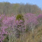 Cercis canadensis (Fabaceae) - whole tree (or vine) - general