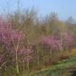 Cercis canadensis (Fabaceae) - whole tree (or vine) - general