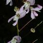 Desmodium nudiflorum (Fabaceae) - inflorescence - frontal view of flower