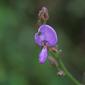 Desmodium perplexum (Fabaceae) - inflorescence - frontal view of flower