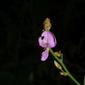 Desmodium perplexum (Fabaceae) - inflorescence - frontal view of flower