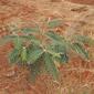 Senna notabilis habit.jpg